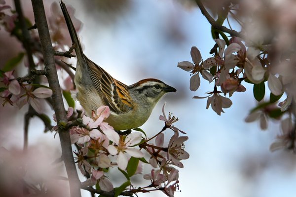 Quelle est la meilleure période pour observer les cerisiers en fleur au Japon ?